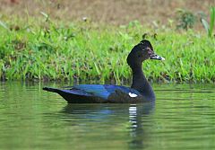 Muscovy Duck